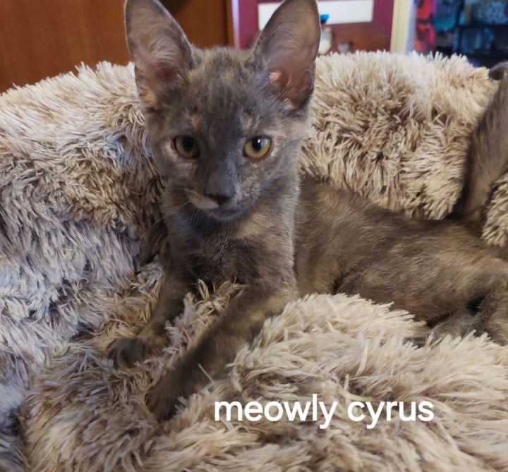 Meowly Cyrus 1