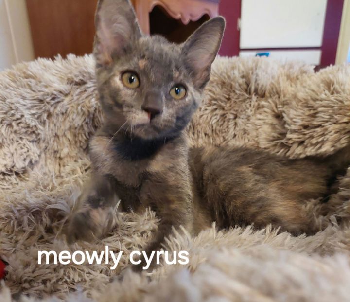 Meowly Cyrus 3