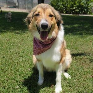 Maggie, Adult Female Collie