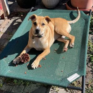 Tommy Hilfiger, Young Male Mixed Breed