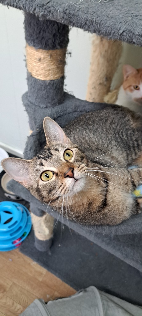 Lavern, an adoptable Domestic Short Hair, Tabby in Virginia, MN, 55792 | Photo Image 1