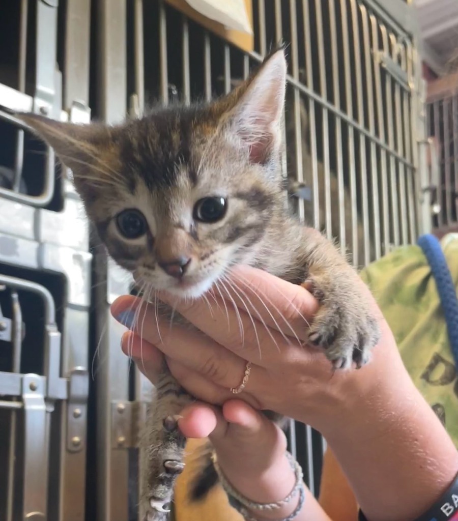 Lavern, an adoptable Domestic Short Hair, Tabby in Virginia, MN, 55792 | Photo Image 3
