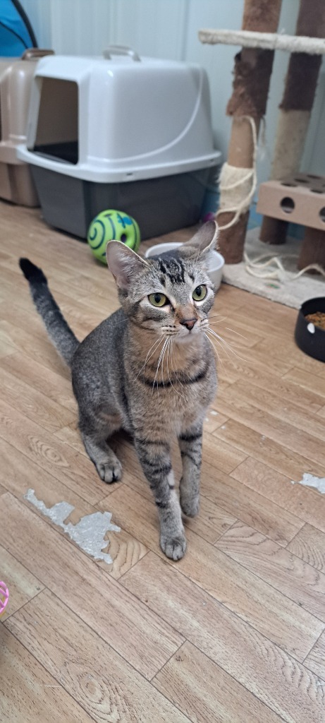 Lavern, an adoptable Domestic Short Hair, Tabby in Virginia, MN, 55792 | Photo Image 4