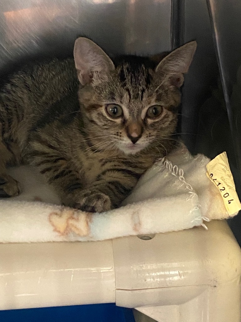 Paris, an adoptable Domestic Short Hair in Virginia, MN, 55792 | Photo Image 1