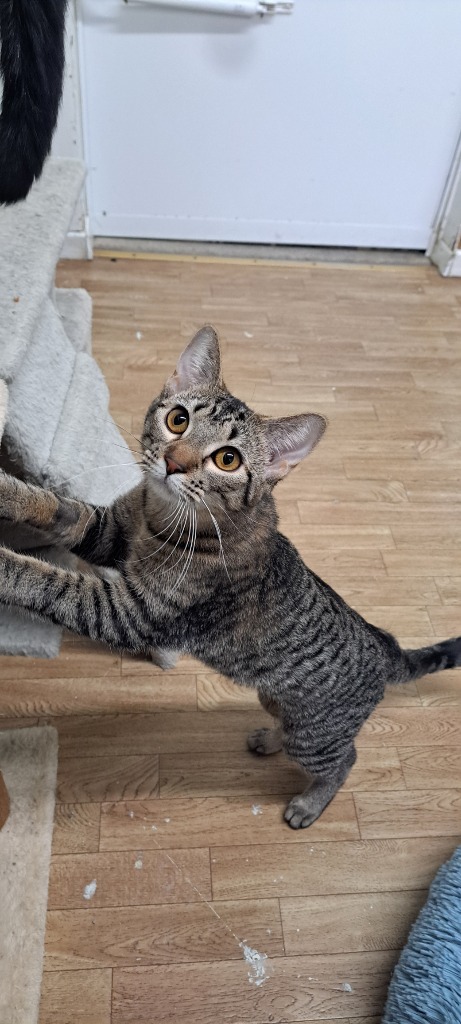 Dolores, an adoptable Domestic Short Hair, Tabby in Virginia, MN, 55792 | Photo Image 1