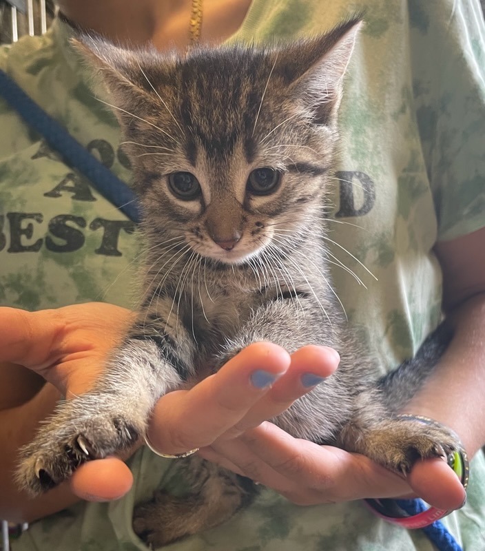 Dolores, an adoptable Domestic Short Hair, Tabby in Virginia, MN, 55792 | Photo Image 3