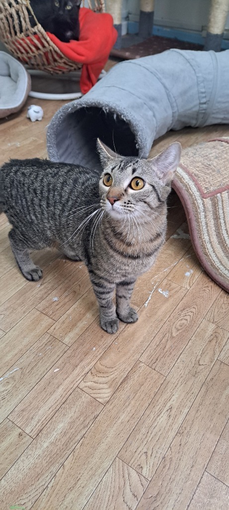 Dolores, an adoptable Domestic Short Hair, Tabby in Virginia, MN, 55792 | Photo Image 4