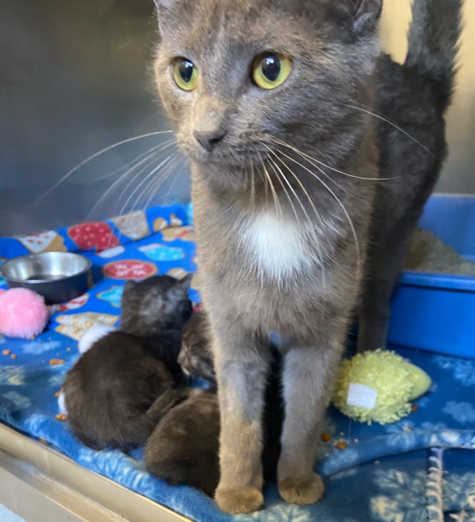 Biscuit, an adoptable Domestic Short Hair in Virginia, MN, 55792 | Photo Image 1