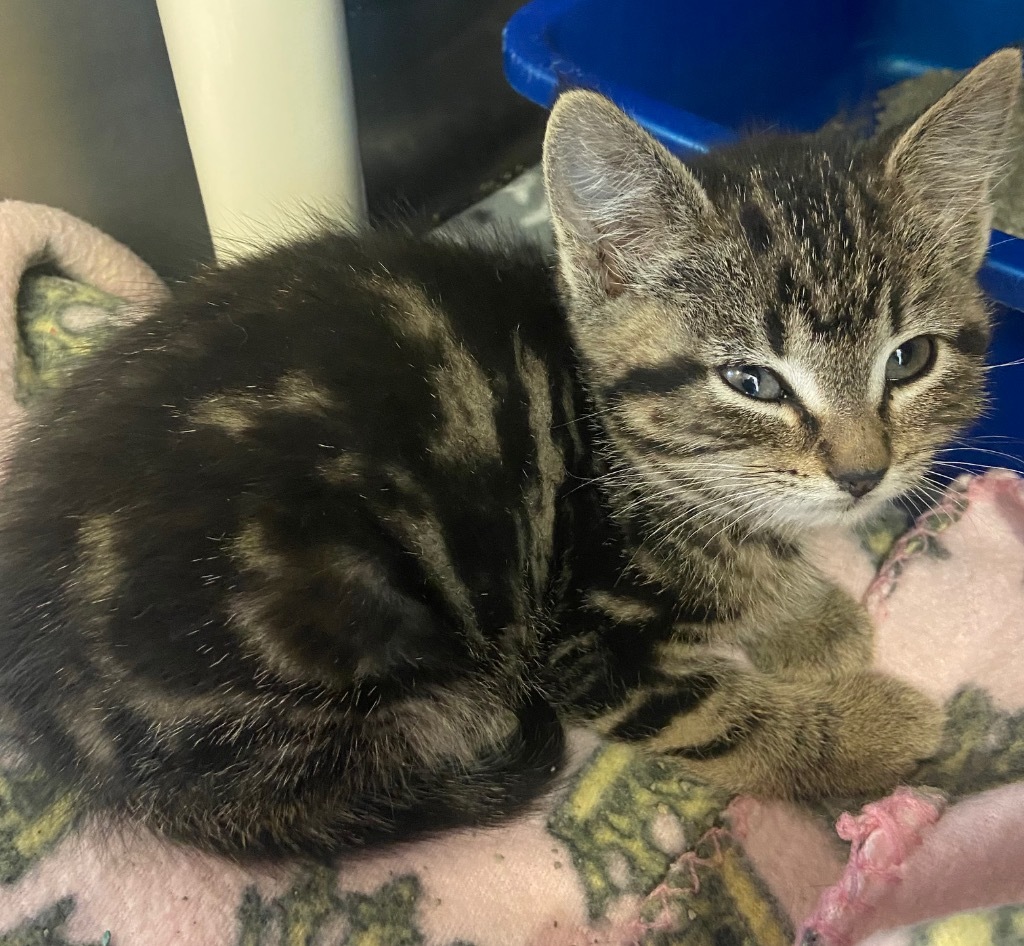 Gasket, an adoptable Domestic Short Hair in Virginia, MN, 55792 | Photo Image 1