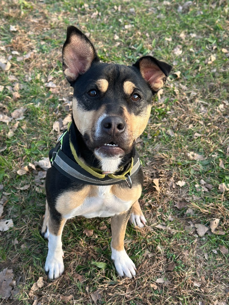 Meg, an adoptable Shepherd, Mixed Breed in South Bend, IN, 46614 | Photo Image 1