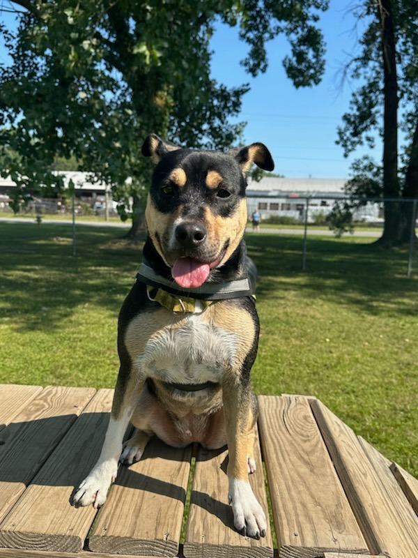 Meg, an adoptable Shepherd, Mixed Breed in South Bend, IN, 46614 | Photo Image 2