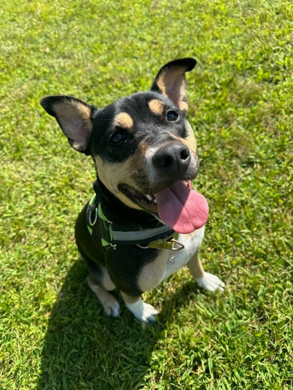 Meg, an adoptable Shepherd, Mixed Breed in South Bend, IN, 46614 | Photo Image 3