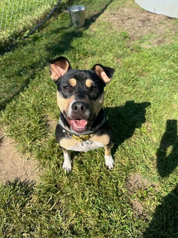 Meg, an adoptable Shepherd, Mixed Breed in South Bend, IN, 46614 | Photo Image 4
