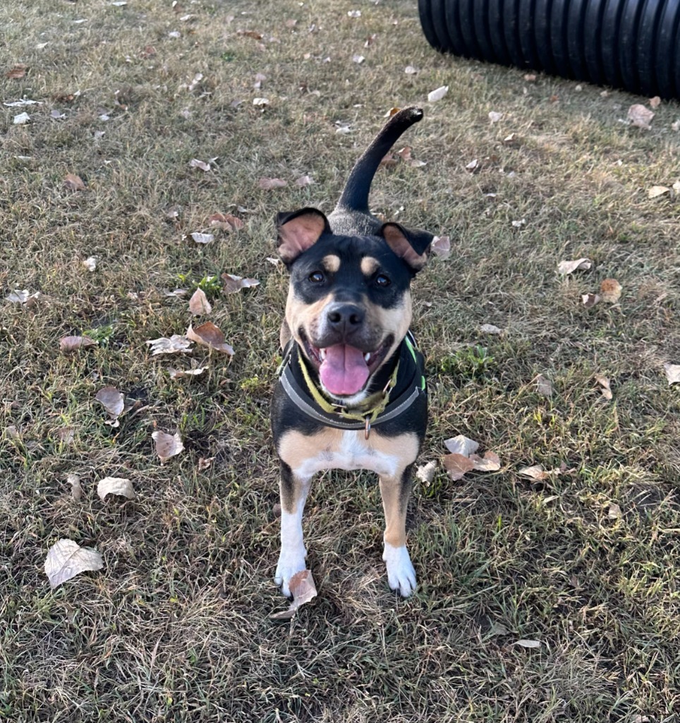 Meg, an adoptable Shepherd, Mixed Breed in South Bend, IN, 46614 | Photo Image 5