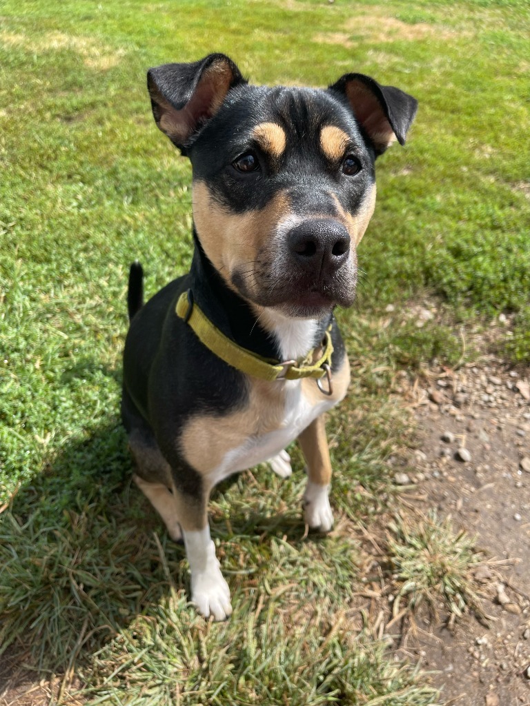 Meg, an adoptable Shepherd, Mixed Breed in South Bend, IN, 46614 | Photo Image 6