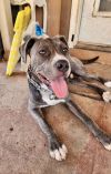 Jaxx photo 2
