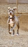 Jaxx photo 3