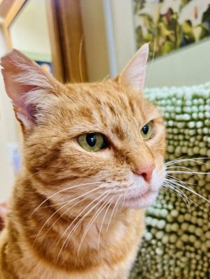 Meet Your New Best Friend Mr Pumpkin Pumpkin is an affectionate 10-11 year old large orange neute