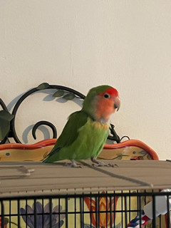 Rio, Young Female Lovebird