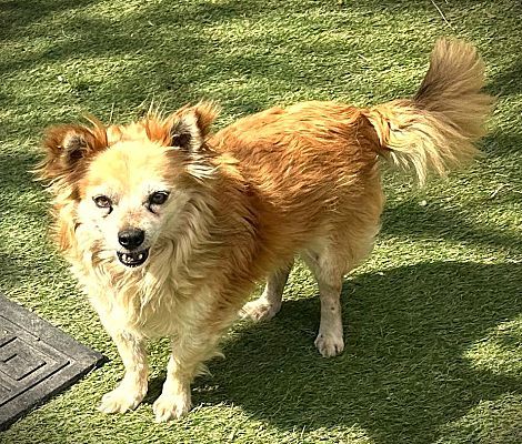 Rusty, an adoptable Chihuahua, Pomeranian in Rancho Cucamonga, CA, 91701 | Photo Image 1