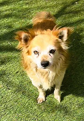 Rusty, an adoptable Chihuahua, Pomeranian in Rancho Cucamonga, CA, 91701 | Photo Image 2