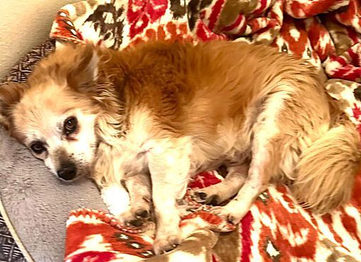 Rusty, an adoptable Chihuahua, Pomeranian in Rancho Cucamonga, CA, 91701 | Photo Image 3
