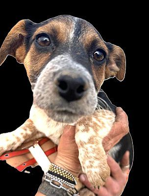 Sheila, an adoptable Corgi in WestLake Village, CA, 91361 | Photo Image 1