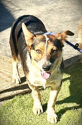 Sheila, an adoptable Corgi in WestLake Village, CA, 91361 | Photo Image 2