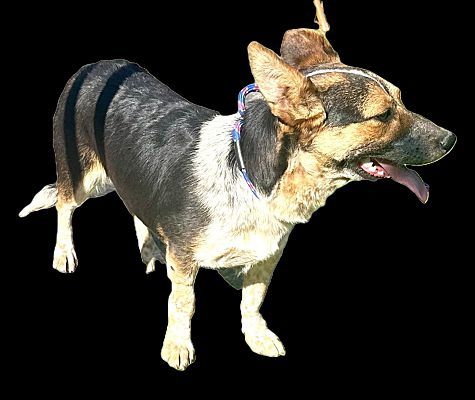 Sheila, an adoptable Corgi in WestLake Village, CA, 91361 | Photo Image 3