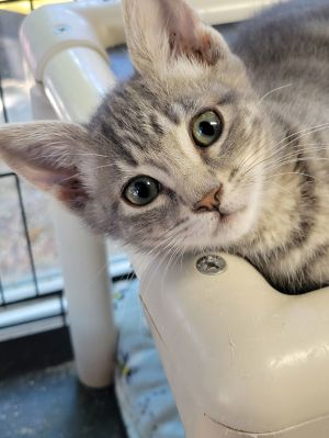 Forest, Baby Male Domestic Short Hair