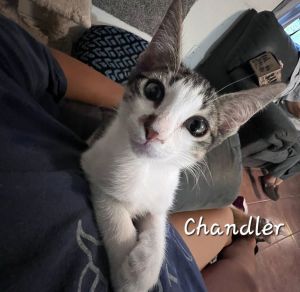 SO SMART DOB 41424 Meet Chandler a supremely confident kitten whos brimming with intelligence 