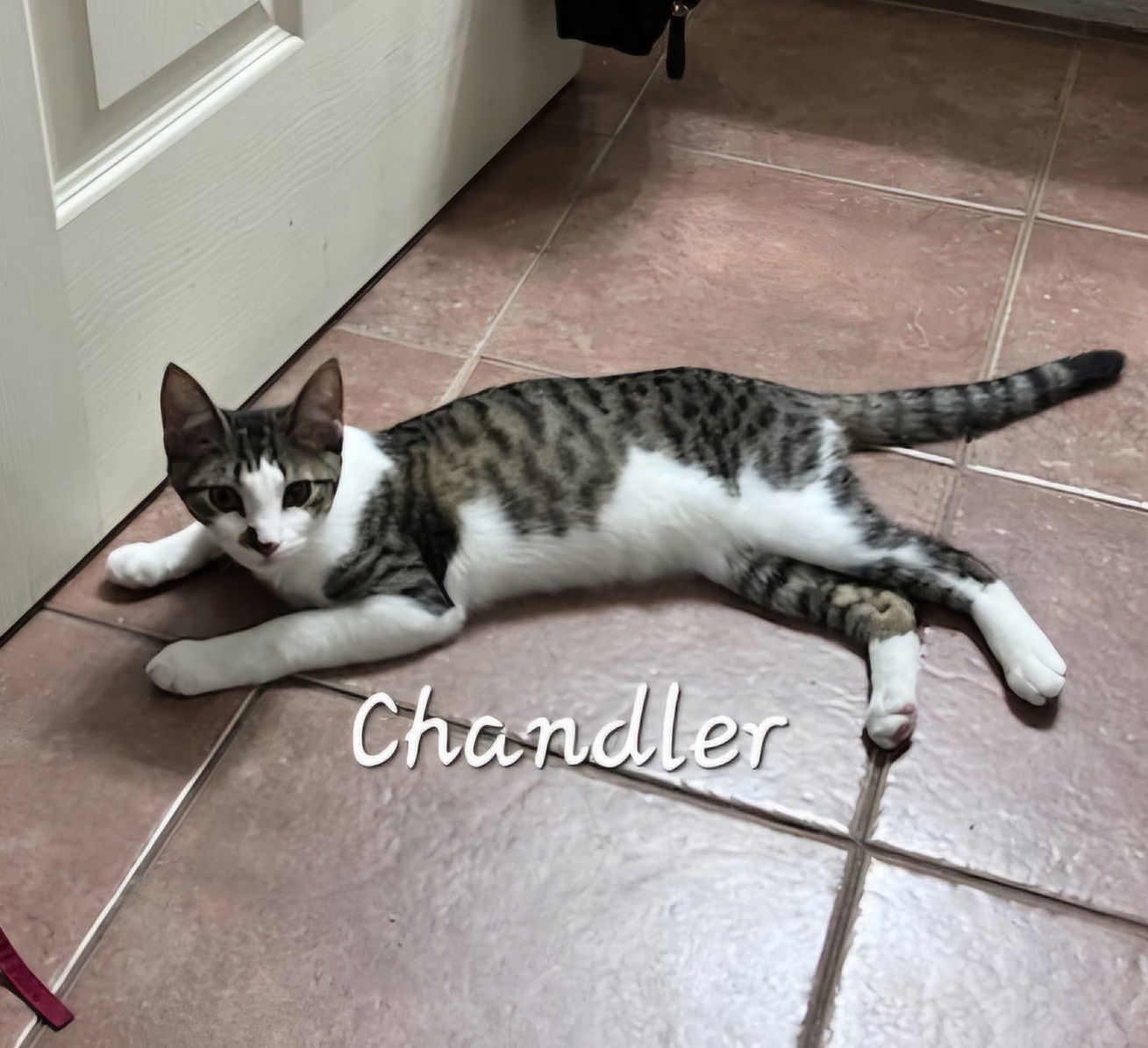 Chandler #mr-bright-eyes