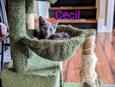 Cecil