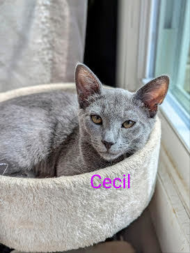 Cecil