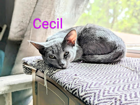 Cecil