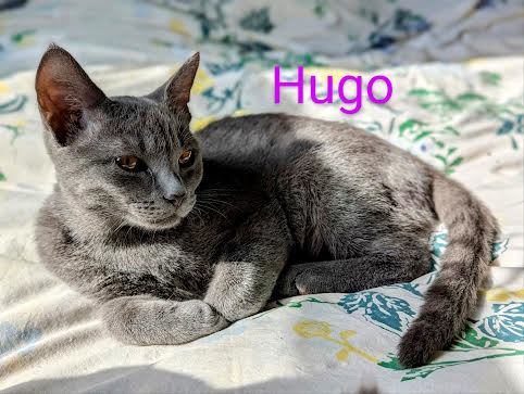 Hugo