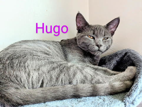 Hugo