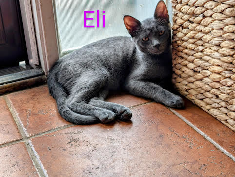 Eli