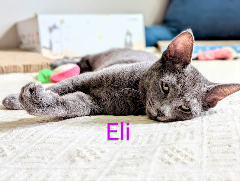 Eli