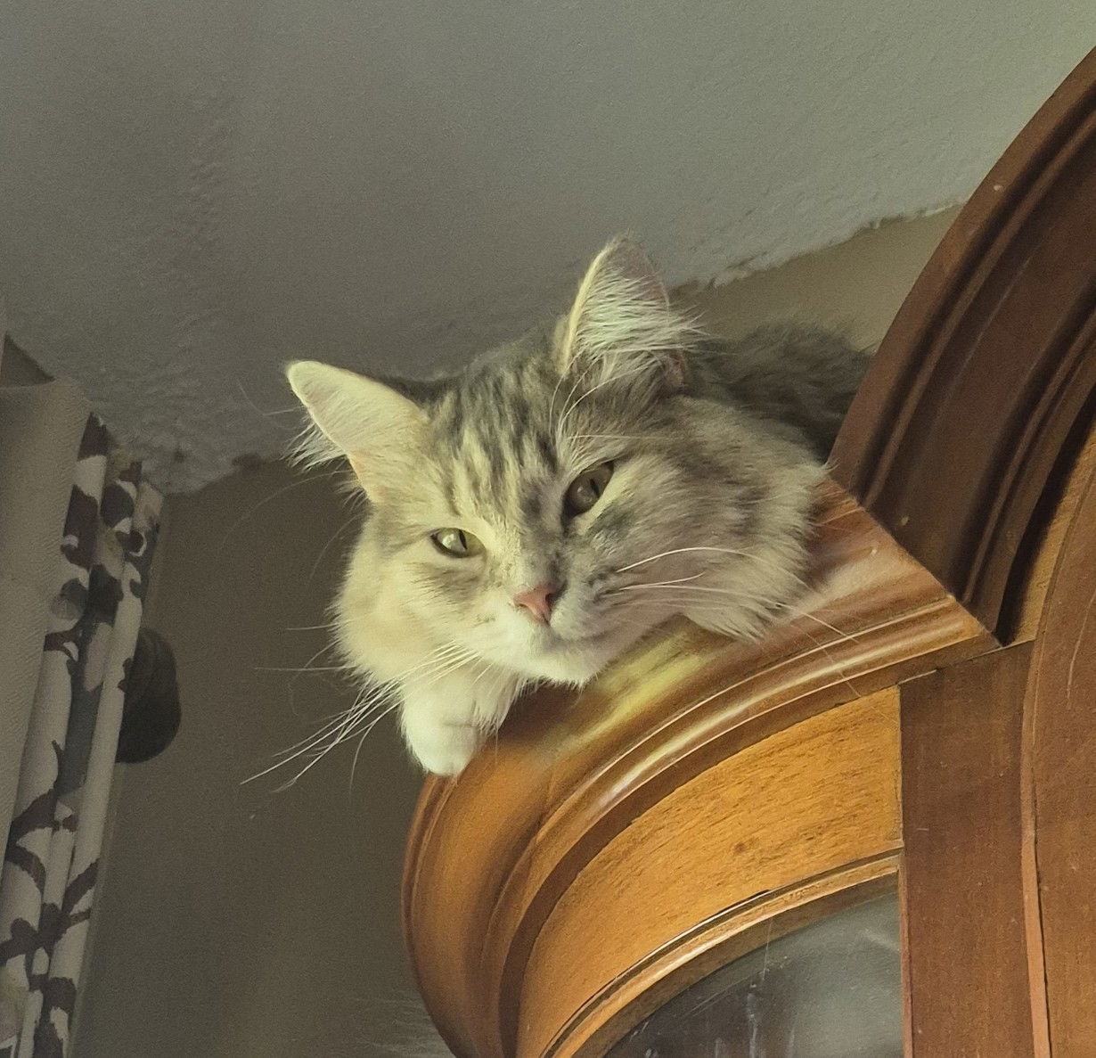 Violet, an adoptable Dilute Tortoiseshell, Domestic Long Hair in Magnolia Springs, AL, 36555 | Photo Image 1