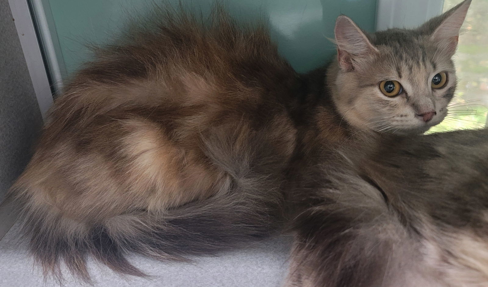 Violet, an adoptable Dilute Tortoiseshell, Domestic Long Hair in Magnolia Springs, AL, 36555 | Photo Image 2