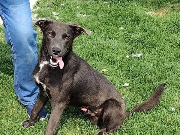 Sid 42239, an adoptable German Shepherd Dog in Pocatello, ID, 83205 | Photo Image 1