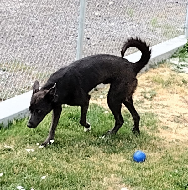 Sid 42239, an adoptable German Shepherd Dog in Pocatello, ID, 83205 | Photo Image 3