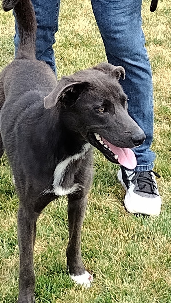 Sid 42239, an adoptable German Shepherd Dog in Pocatello, ID, 83205 | Photo Image 2