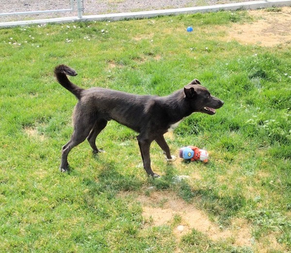 Sid 42239, an adoptable German Shepherd Dog in Pocatello, ID, 83205 | Photo Image 4