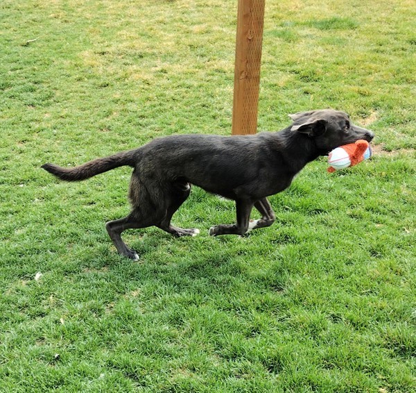 Sid 42239, an adoptable German Shepherd Dog in Pocatello, ID, 83205 | Photo Image 5