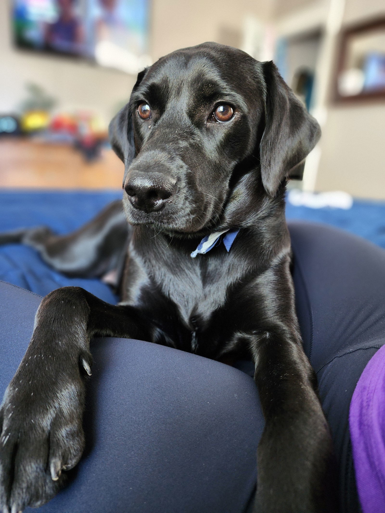 Dog for adoption Bean Beautiful Lab!, a Black Labrador Retriever