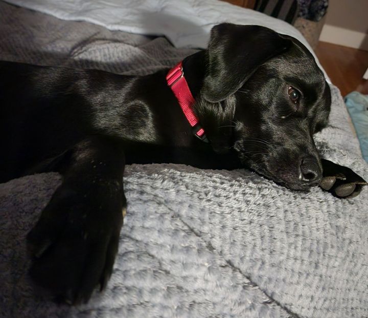 Dog for adoption Bean Beautiful Lab!, a Black Labrador Retriever