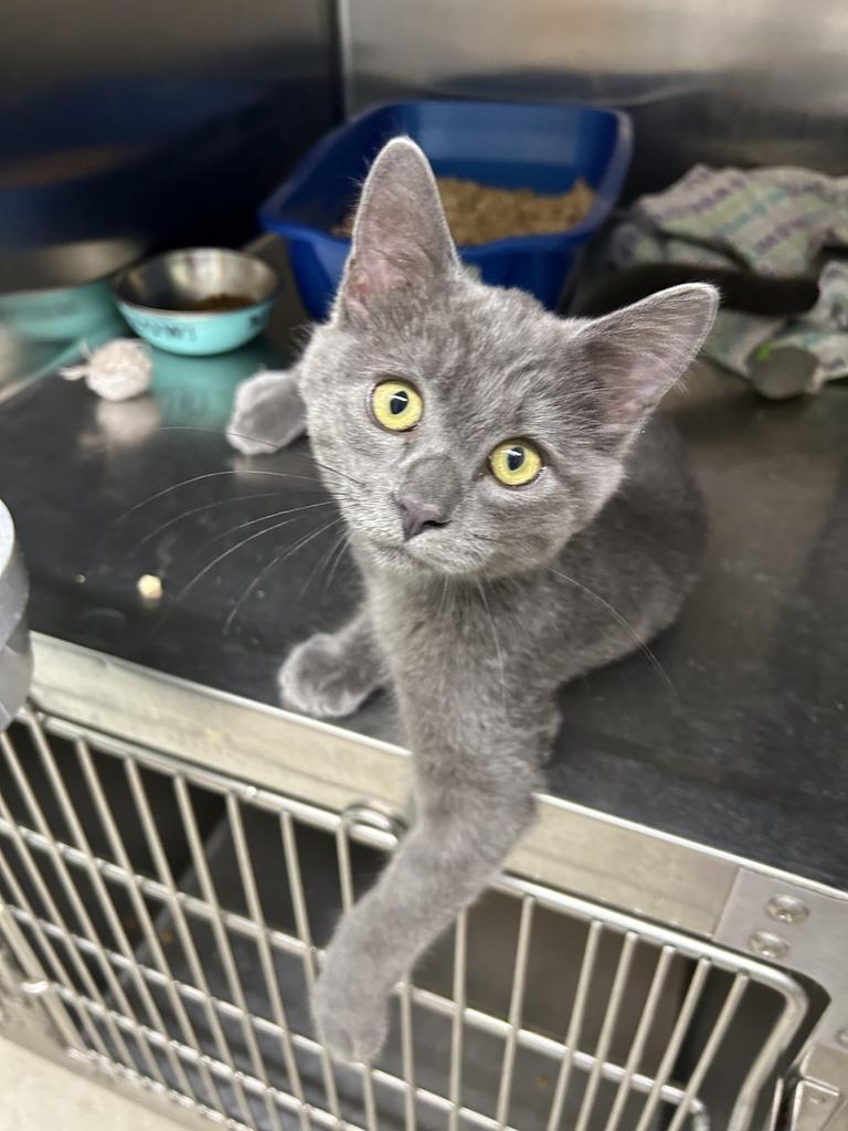 Neko, an adoptable Domestic Short Hair in Ontario, OR, 97914 | Photo Image 2