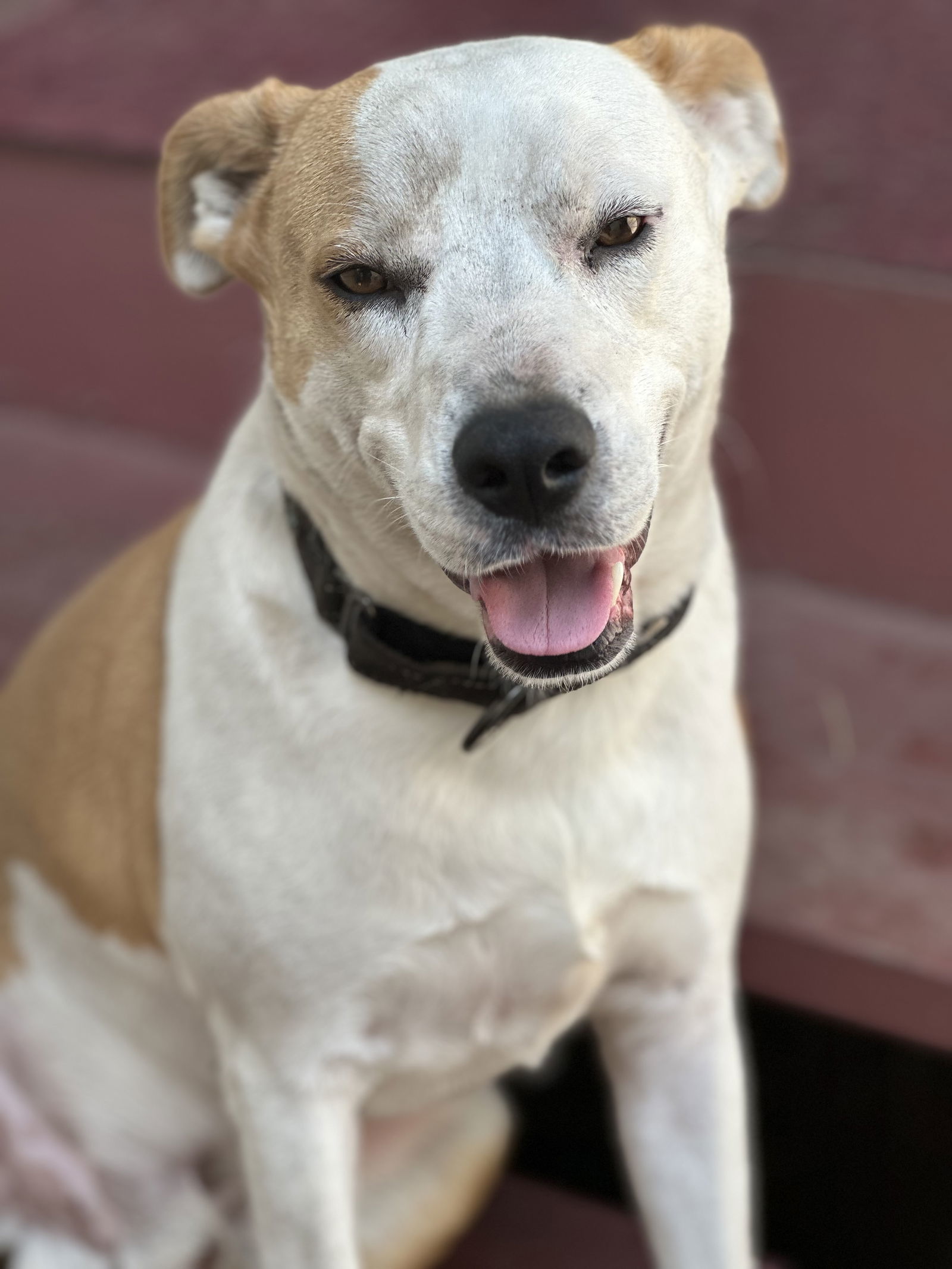 Gucci, an adoptable Mixed Breed in Polson, MT, 59860 | Photo Image 1